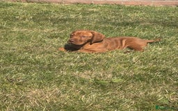 Hungarian Vizsla dogs for sale: ⭐️One gorgeous little lady ⭐  - Image 2