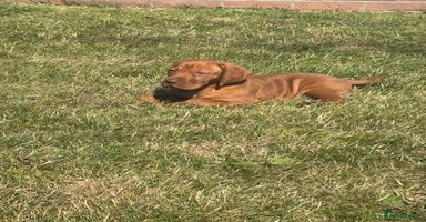 Hungarian Vizsla dogs - Advert 5