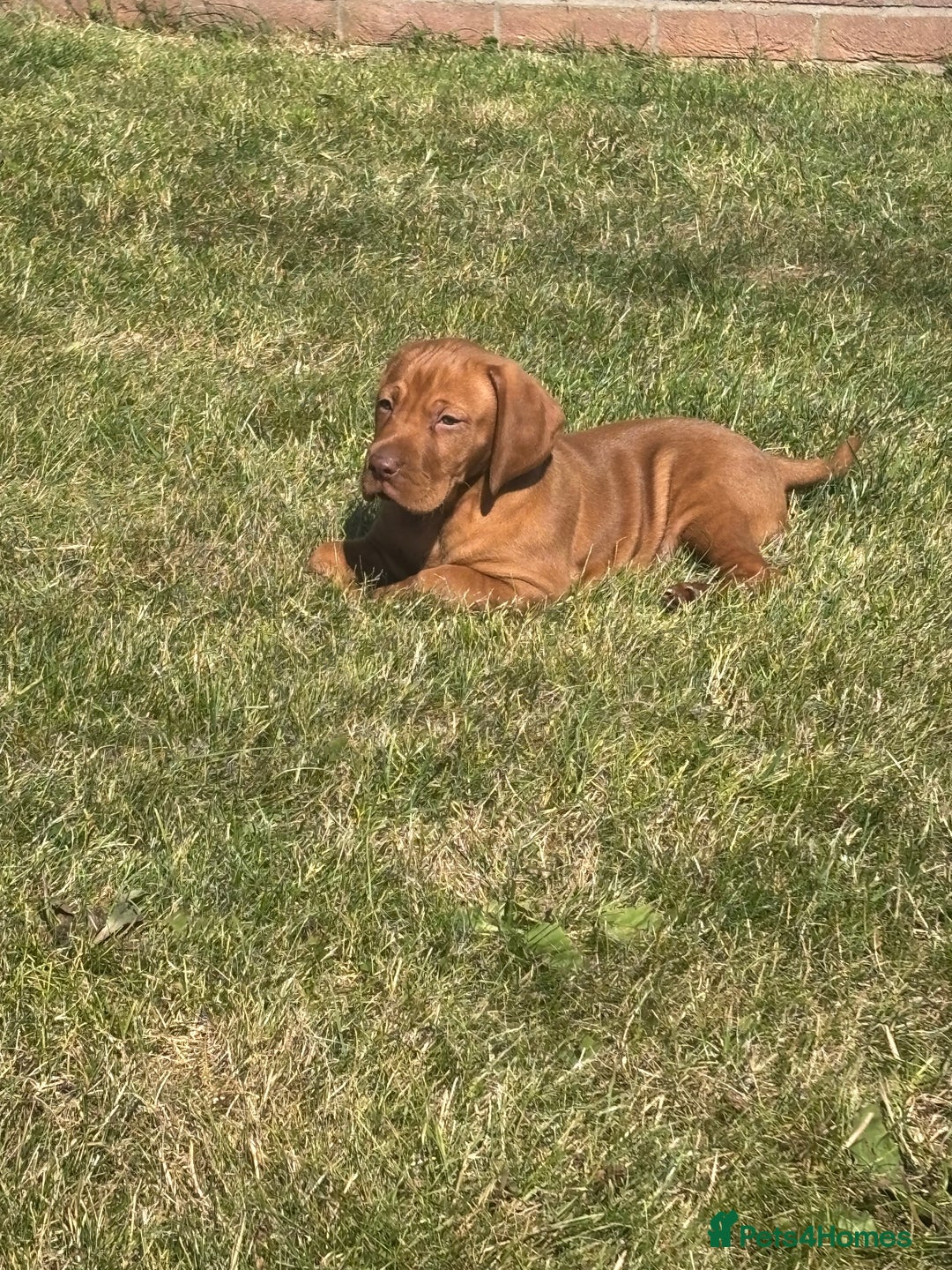 Hungarian Vizsla dogs for sale: ⭐️One gorgeous little lady ⭐  - Image 2