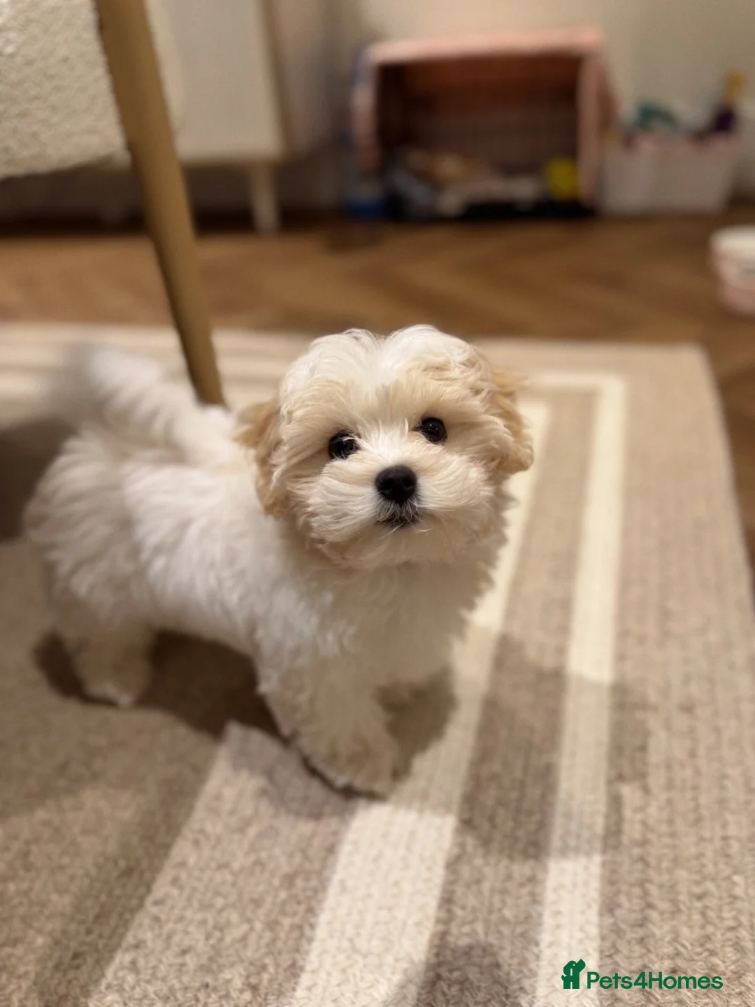 Maltipoo dogs for sale: Female Maltipoo 5mnths Vaccinated Raised with Kids - Advert 1
