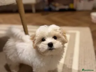 Maltipoo dogs Female Maltipoo 5mnths Vaccinated Raised with Kids - Advert 17