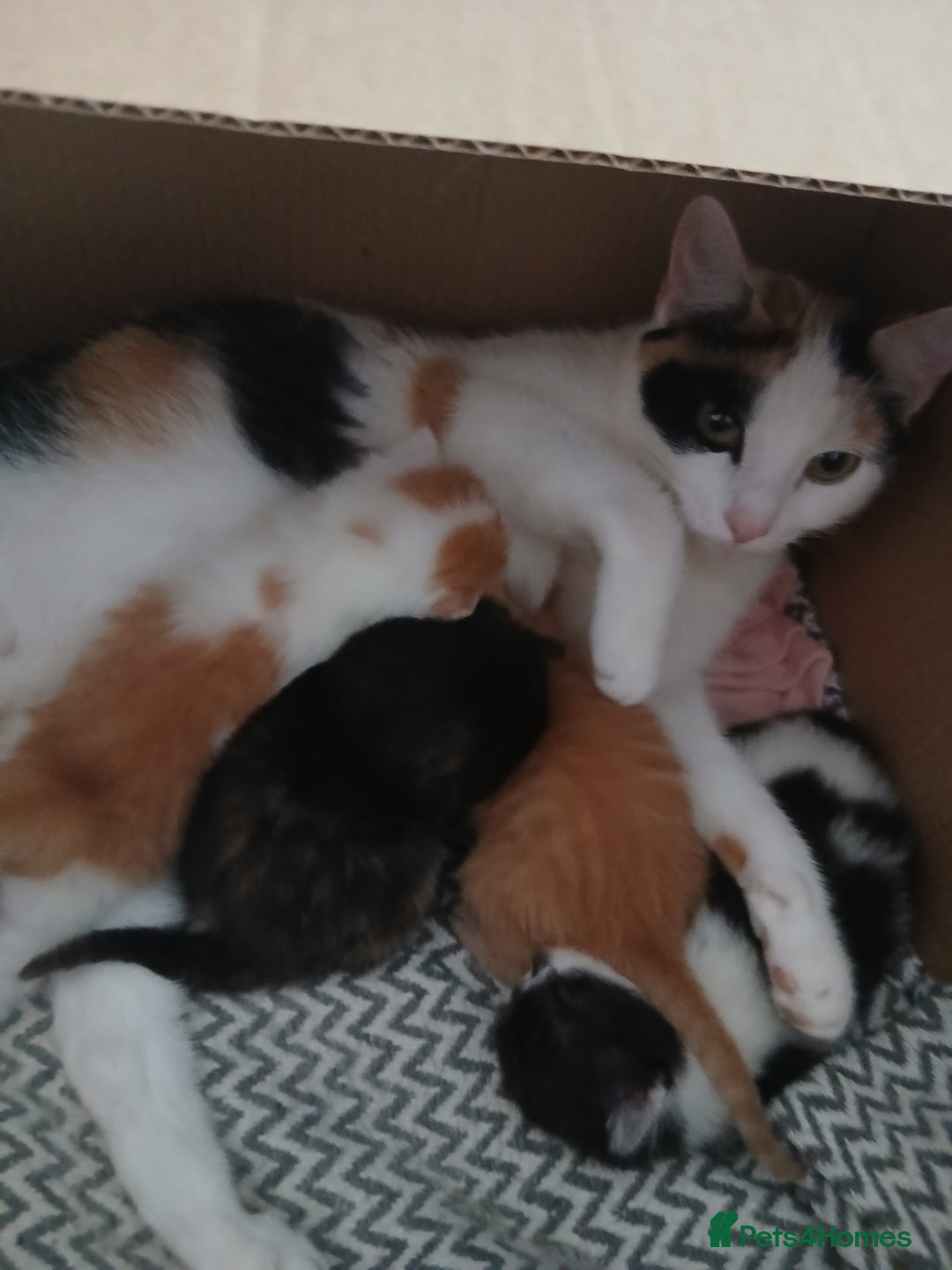 Mixed Breed cats for sale: Beautiful 3 males ginger black white kittens  - Image 2