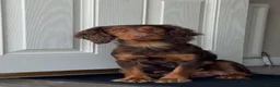 Cocker Spaniel dogs for sale: Working cocker spaniel puppies - Advert 12