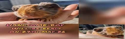 Guinea Pig rodents for sale: Beautiful Sheltie boy available on 27th May 2026  - Advert 3
