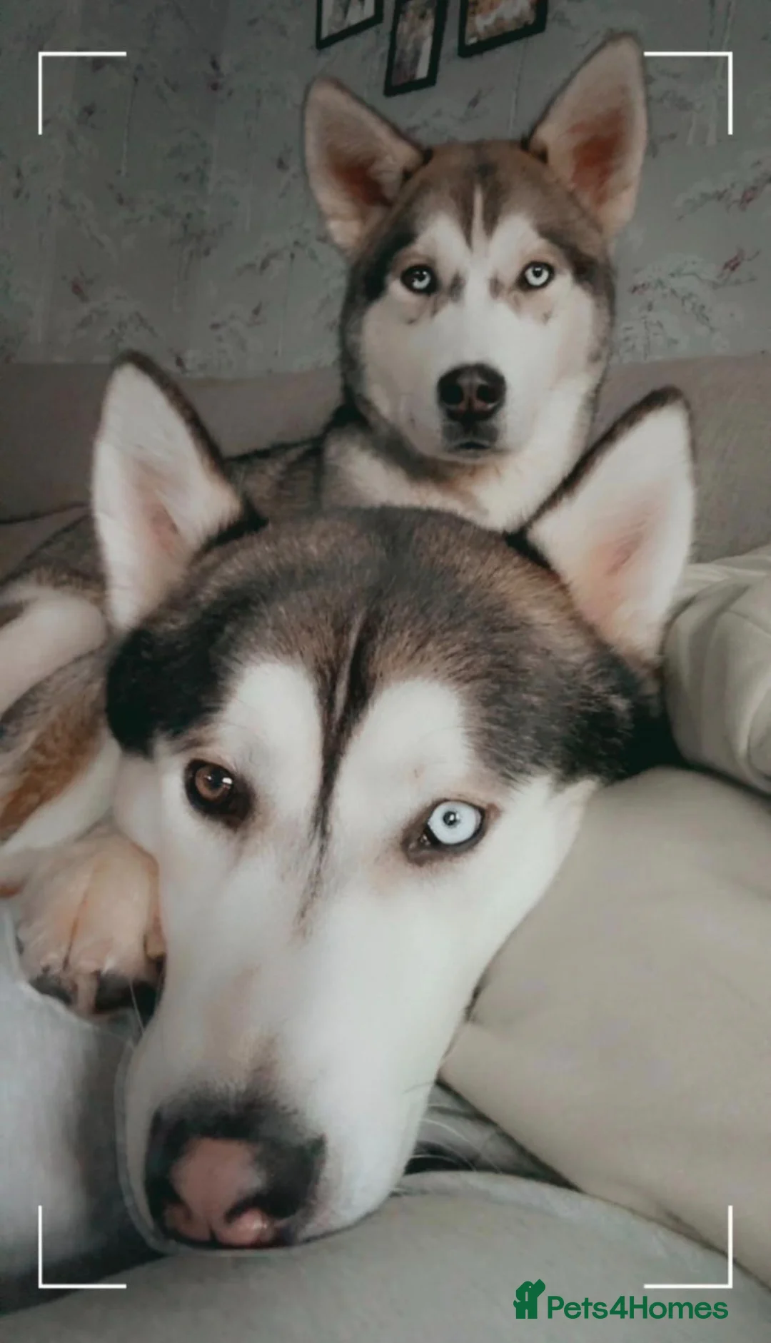 Alaskan Malamute dogs for sale: beautiful alaskian malamute puppies - Advert 3