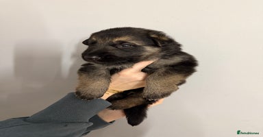 German Shepherd dogs - Advert 14