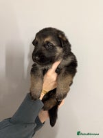 German Shepherd dogs - Advert 14