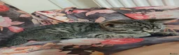 British Shorthair cats for sale: Stunning BSH - Advert 4