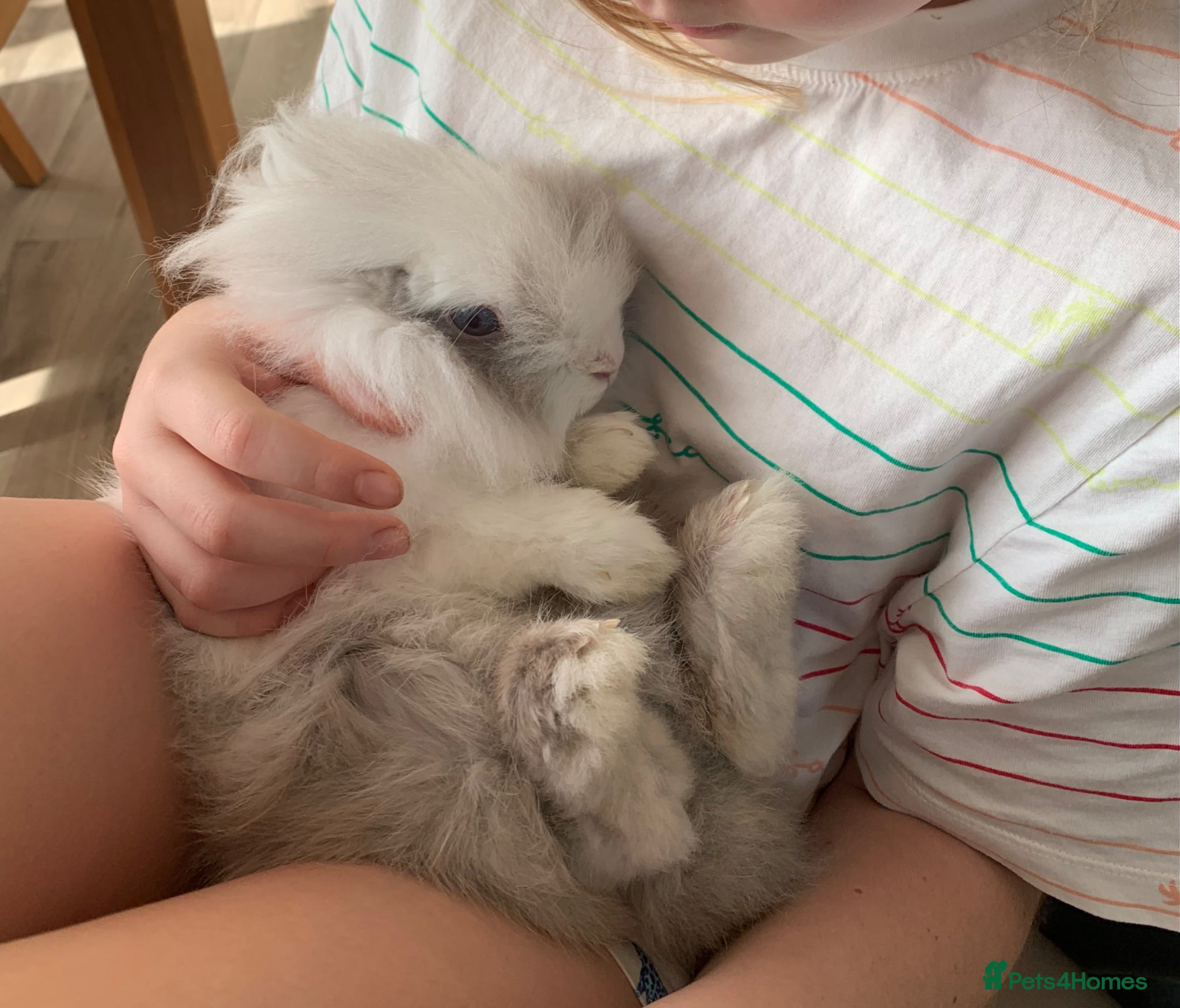 Angora rabbits Beautiful Angora/ lionhead rabbit - Advert 2
