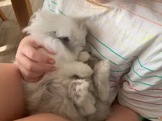 Angora rabbits Beautiful Angora/ lionhead rabbit - Advert 2