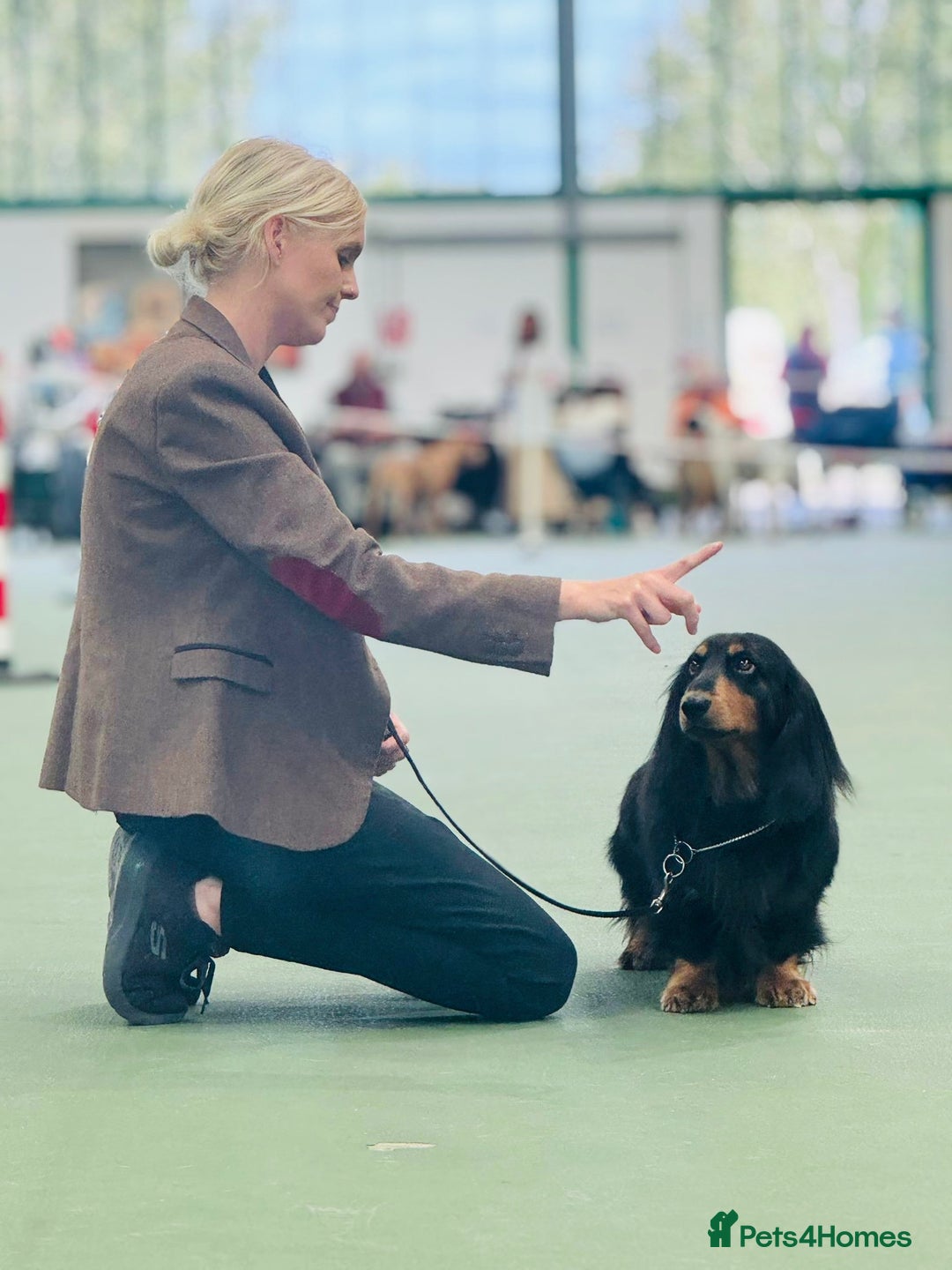 Dachshund dogs for stud: Standard long haired Dachshund  - Image 2
