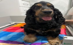 Cocker Spaniel dogs for sale: Chocolate roan show cocker spaniel boy - Image 5