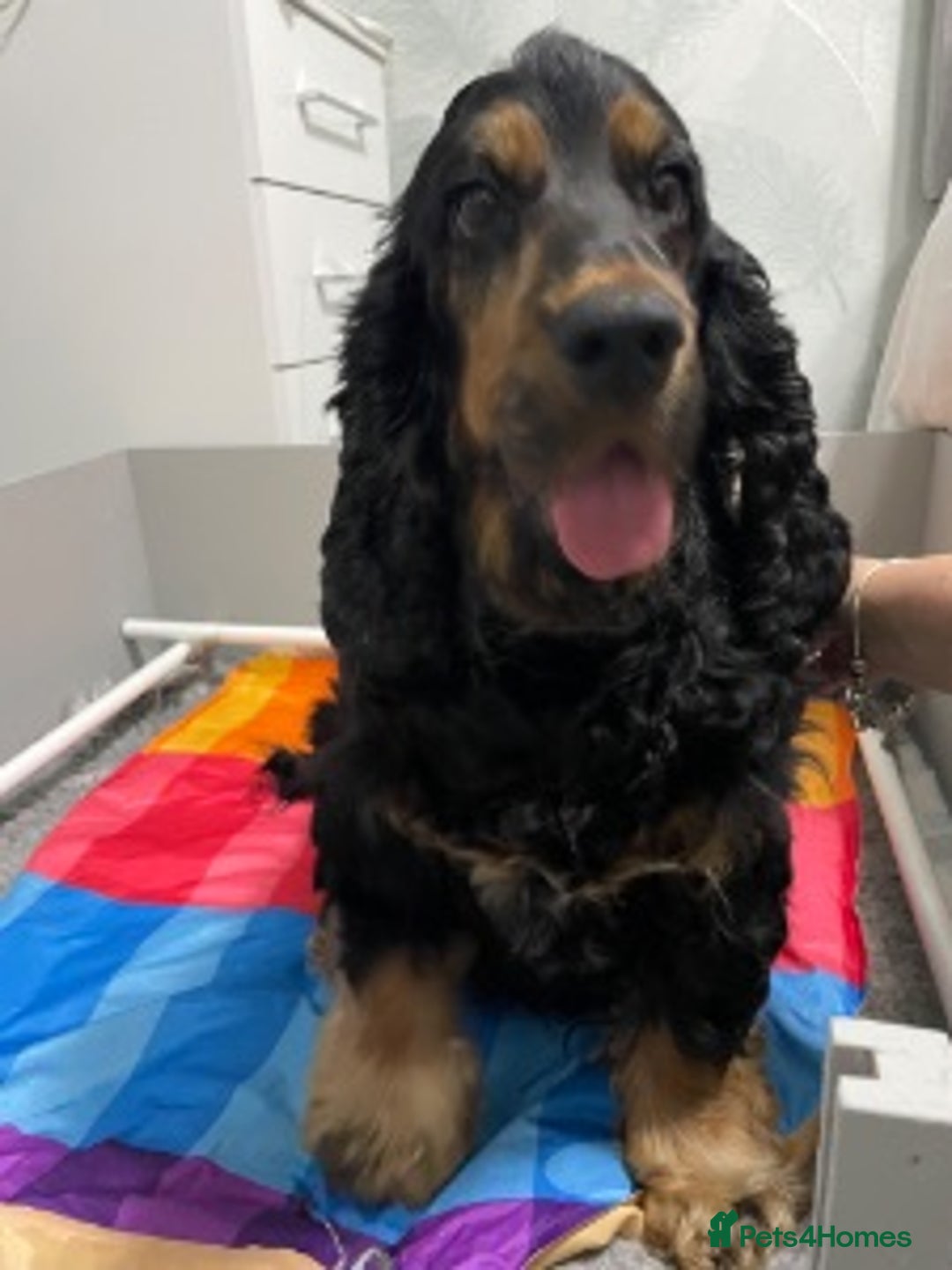 Cocker Spaniel dogs for sale: Chocolate roan show cocker spaniel boy - Image 5