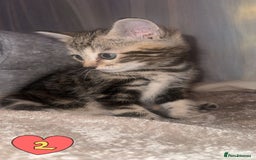 Mixed Breed cats for sale: Two Female kittens (Bengal/Persian mix - Image 5