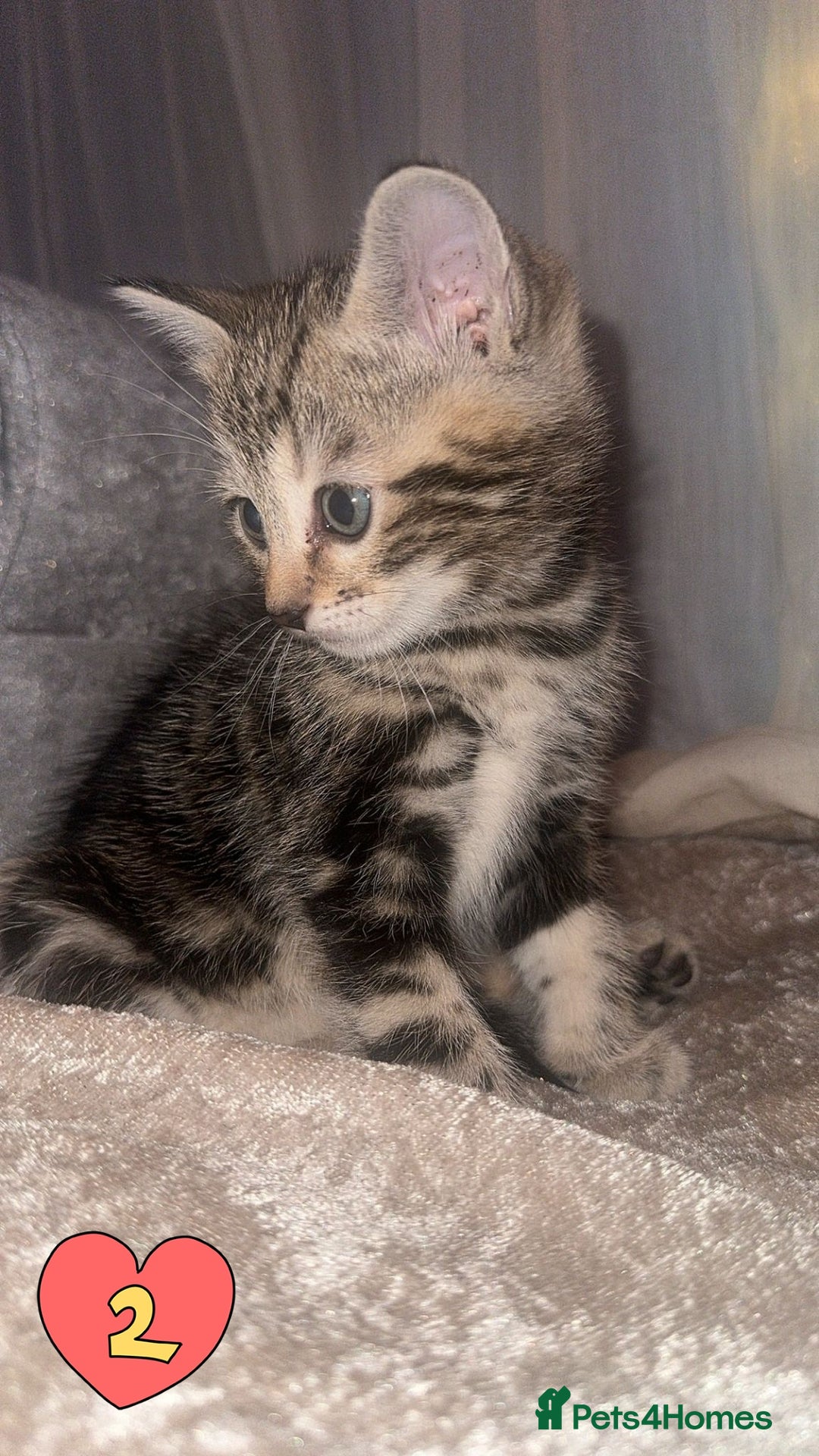 Mixed Breed cats for sale: Two Female kittens (Bengal/Persian mix - Image 5