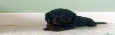 Miniature Dachshund 4