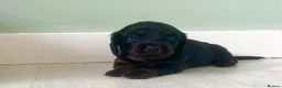 Miniature Dachshund dogs for sale: Beautiful Miniature Dachshund Puppies  - Advert 10