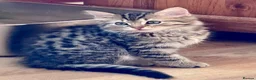 Ragdoll cats for sale: Ragdoll X Bengal kittens  - Advert 5