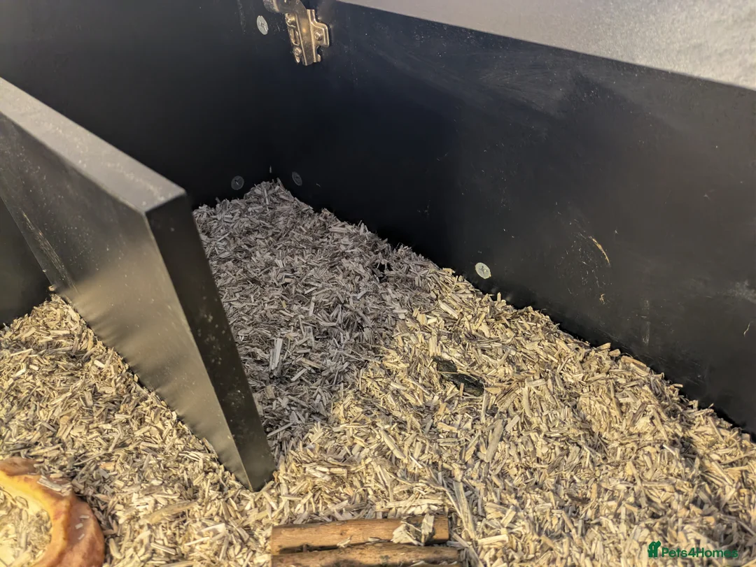 Tortoise reptiles for sale: Horsfield Tortoise (3years old) and full set up  - Advert 2