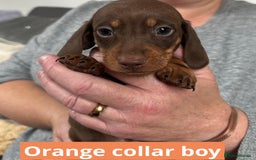 Miniature Dachshund dogs for sale: Miniature dachshund puppies - Image 17