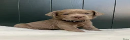 Labrador Retriever dogs for sale: ⭐Highest Health Tested Silvers & Charcoals⭐  - Advert 3