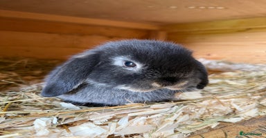 Mini Lop rabbits - Advert 4