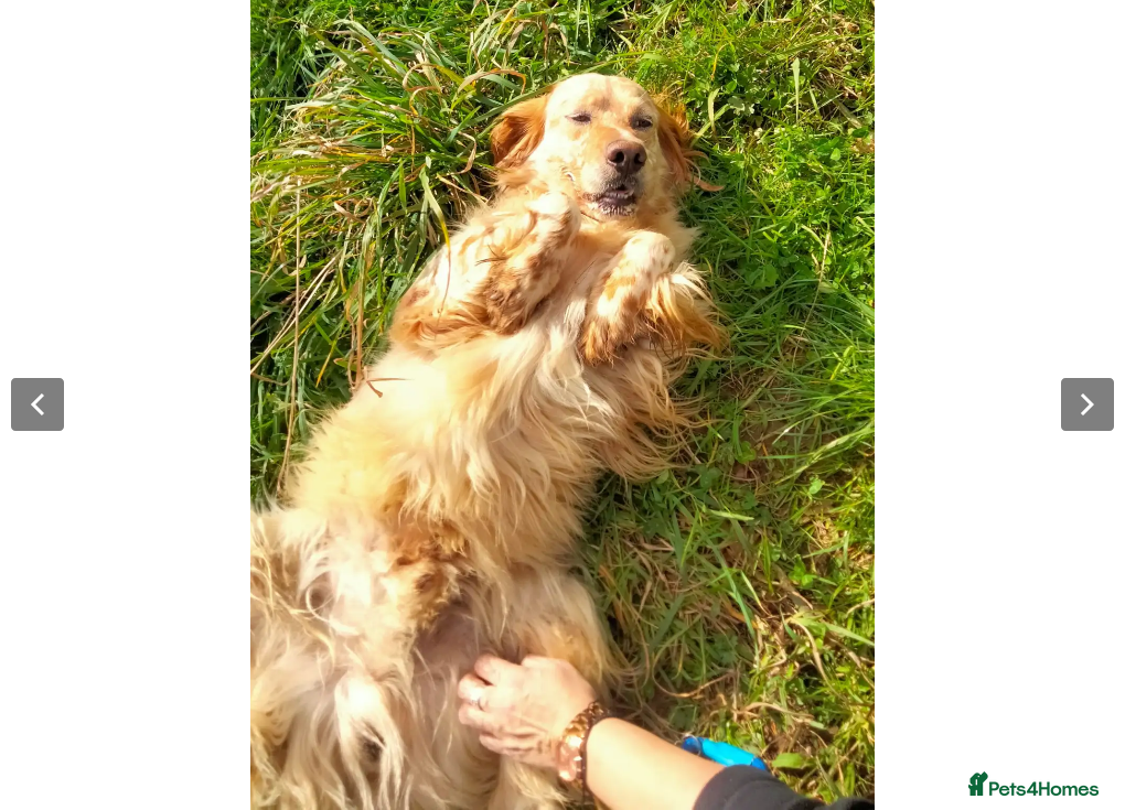 English Setter dogs Galio in Newcastle upon Tyne - Advert 8