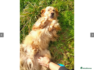 English Setter dogs in Newcastle upon Tyne - Advert 4