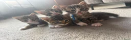 Bengal cats for sale: 4 x Beautiful Male Bengal Cross - Advert 25