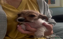 Dachshund dogs for sale: Dachshund x cavachon pups for sale - Image 12