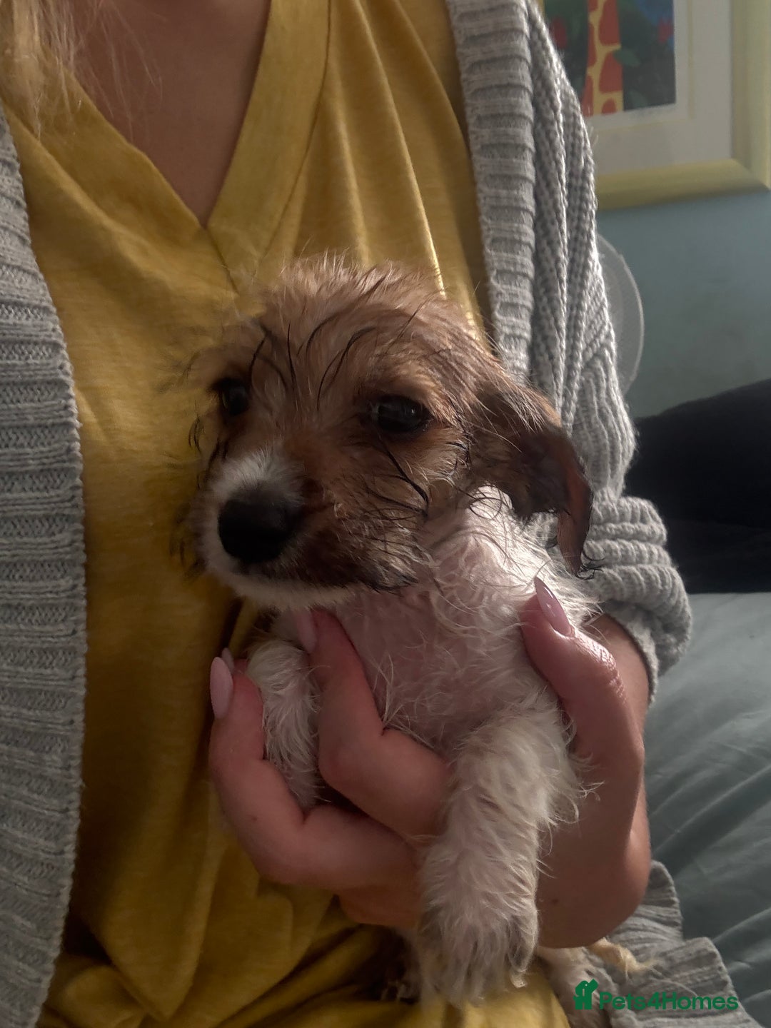 Dachshund dogs for sale: Dachshund x cavachon pups for sale - Image 12