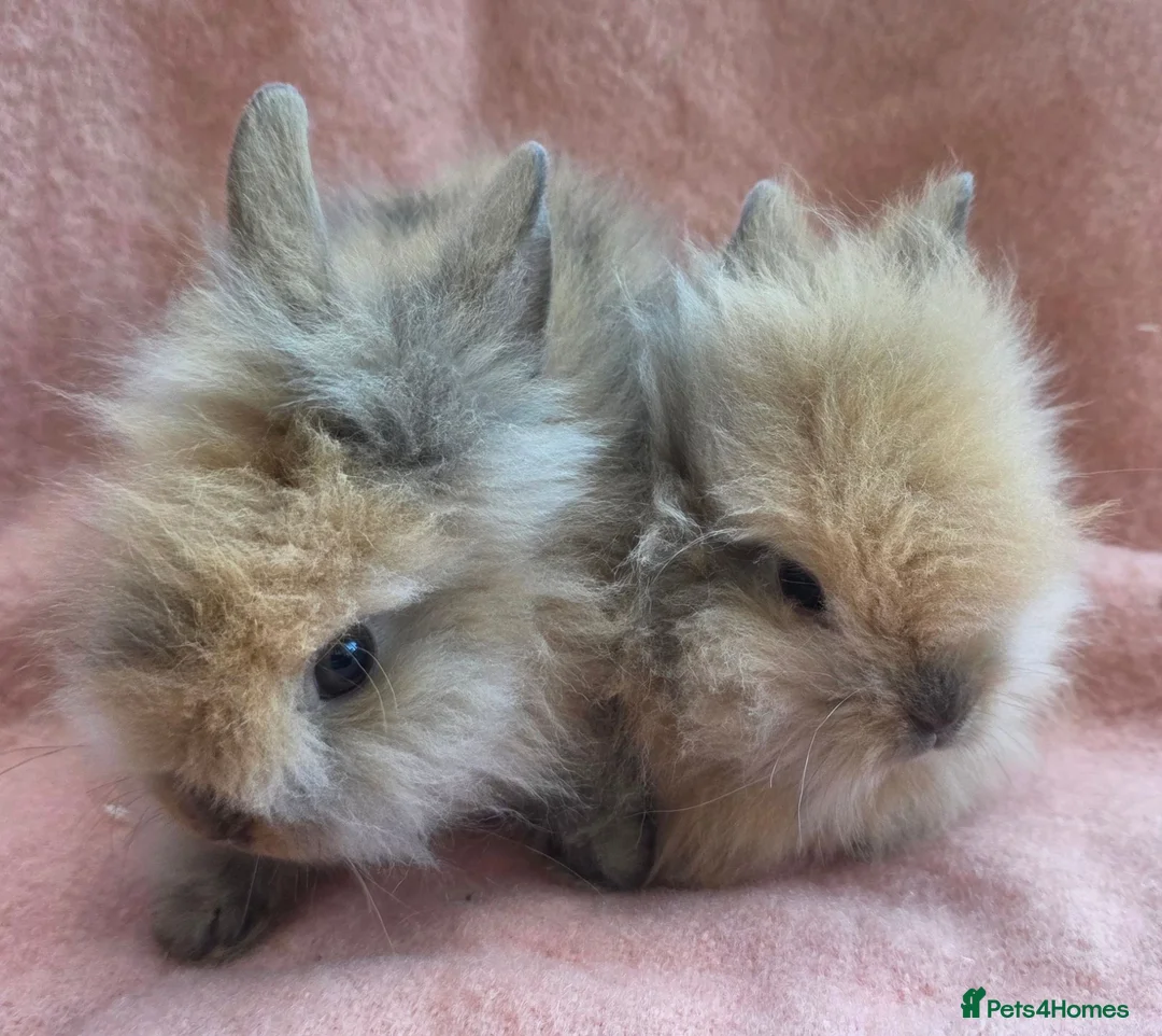 Lionhead rabbits for sale: Lion head kits. Netherland dwarf kits + mini rex. - Advert 1