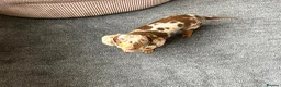 Mixed Breed dogs for sale: 5 beautiful Mauxie for sale  - Advert 35