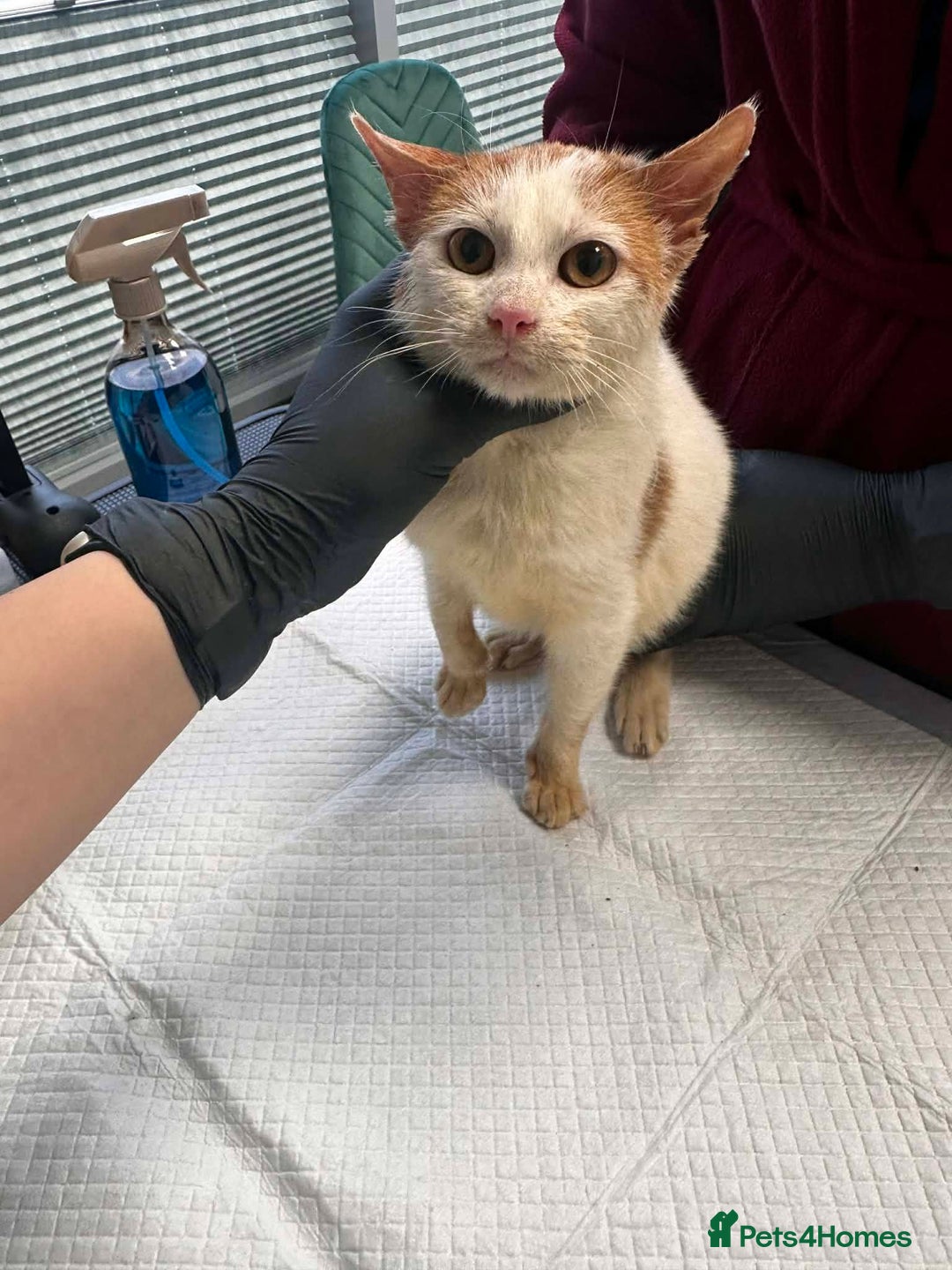 Mixed Breed cats for adoption: Apricot for adoption - Advert 5