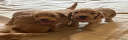 Cockapoo dogs for sale: Beautiful cockapoos - Advert 4
