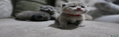 British Shorthair Kitten 4