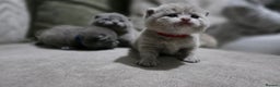 British Shorthair cats for sale: ** LAST ONE LEFT BLUE MALE British Shorthair ** - Advert 2