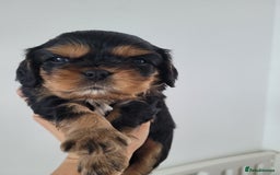 Cavalier King Charles Spaniel dogs for sale: Stunning Cavalier Puppies–Champ Blood,HealthTested - Image 2