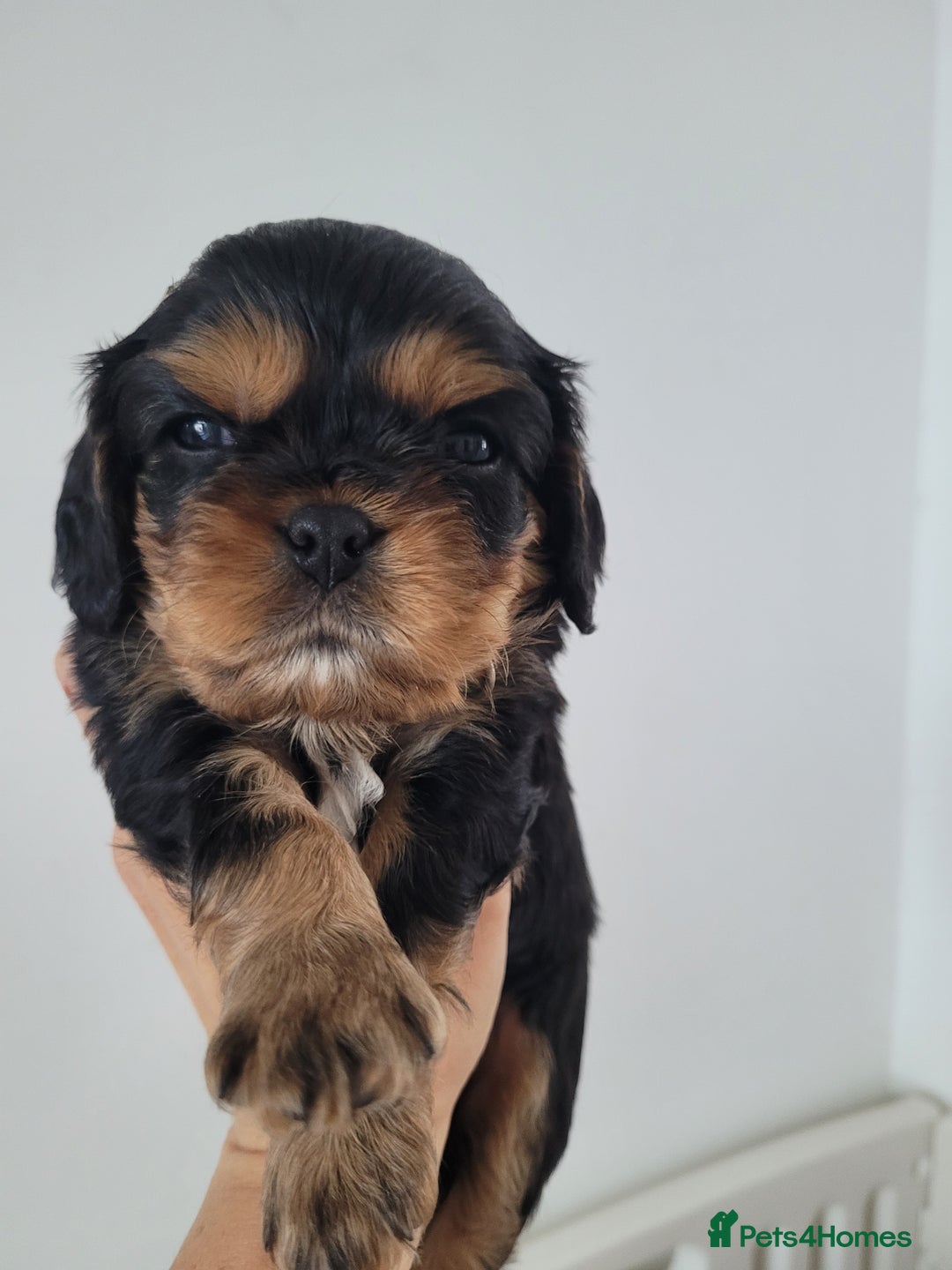 Cavalier King Charles Spaniel dogs for sale: Stunning Cavalier Puppies–Champ Blood,HealthTested - Image 2