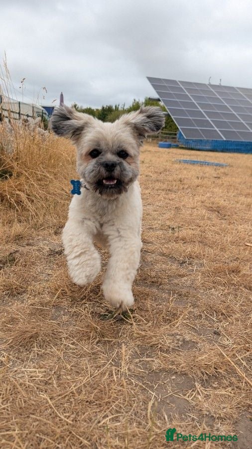Lhasa Apso dogs Lhasa Apso for Stud - Advert 1