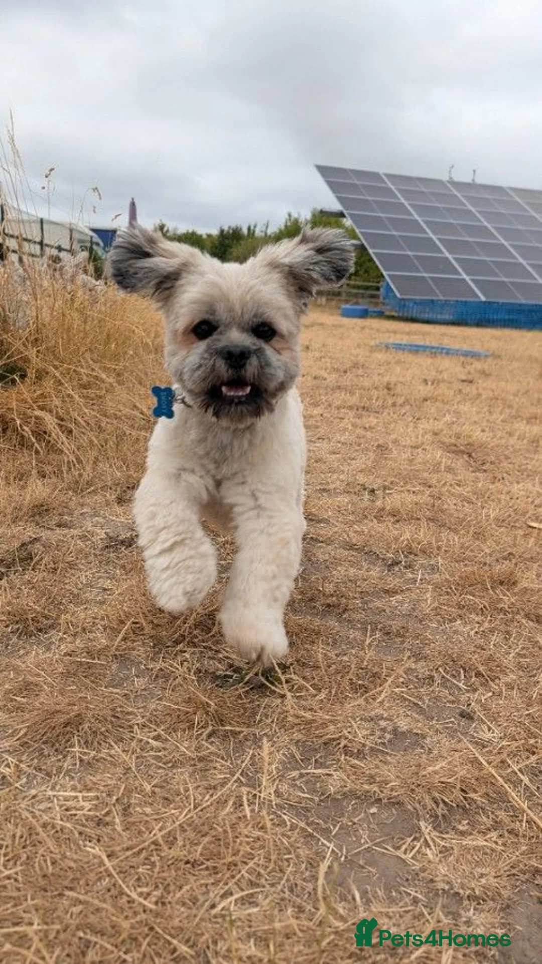Lhasa Apso dogs for stud: Lhasa Apso for Stud - Advert 1