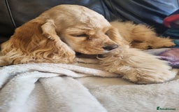 American Cocker Spaniel dogs for sale: KC-REGISTERED American cocker spaniel puppy  - Image 1
