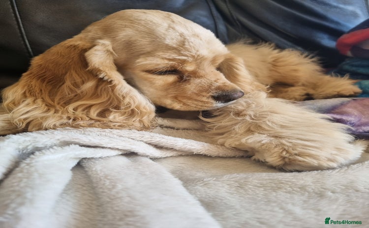 American Cocker Spaniel dogs - Advert 1