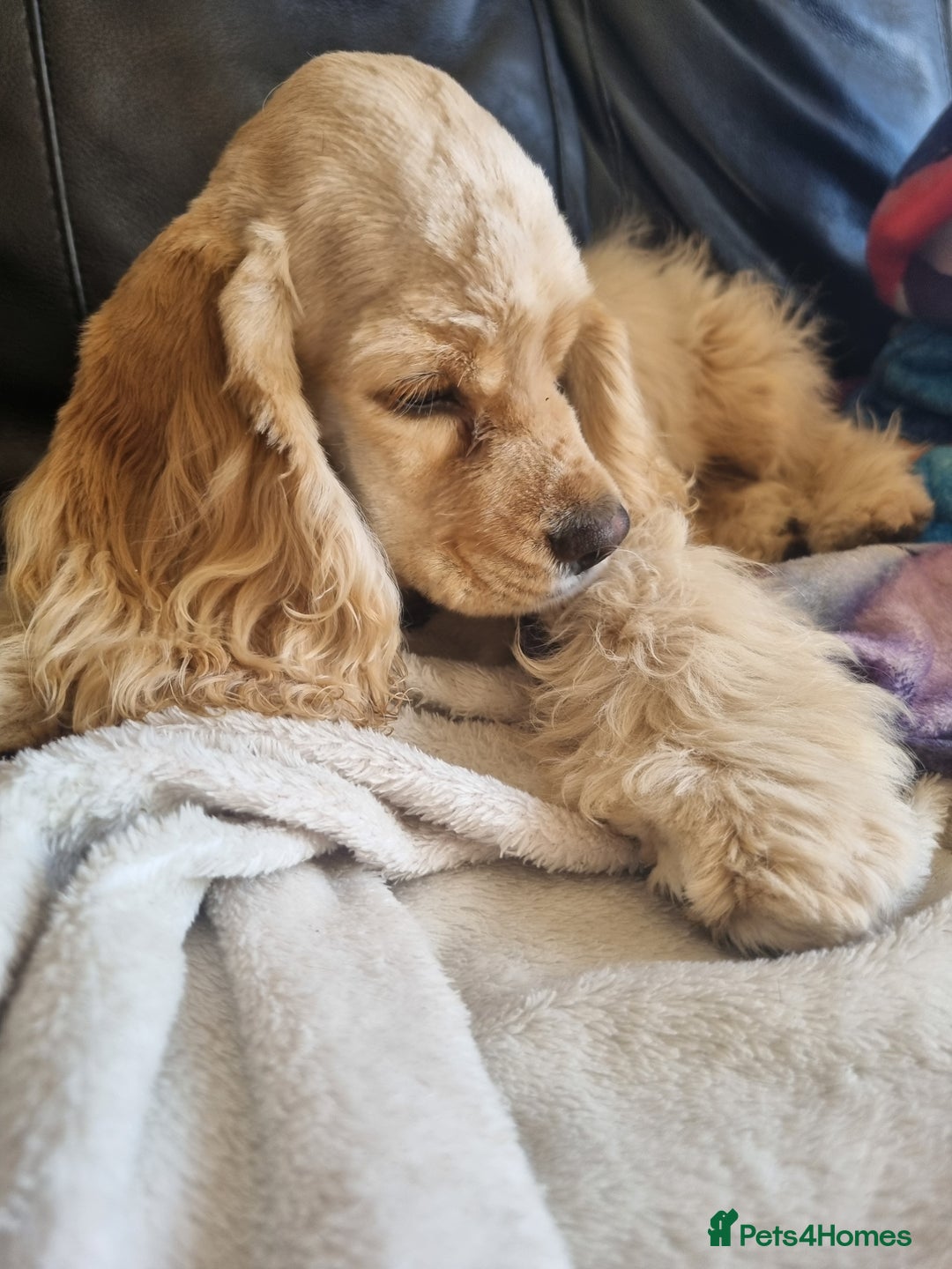 American Cocker Spaniel dogs for sale: KC-REGISTERED American cocker spaniel puppy  - Image 1