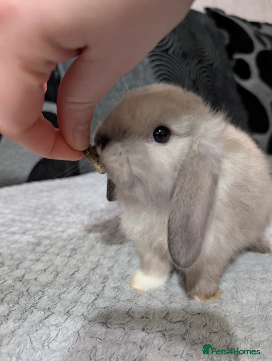 Mini Lop rabbits for sale: 6 beautiful mini lops available 16/3 in Ashford - Advert 7