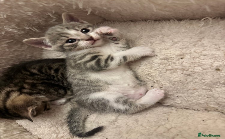 Mixed Breed cats - Advert 4