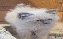 Ragdoll cats for sale: Ragdoll kittens - Image 1
