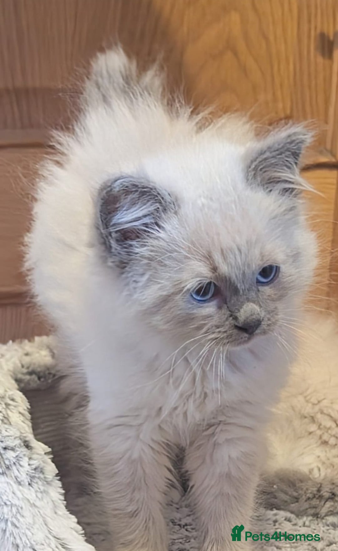 Ragdoll cats for sale: Ragdoll kittens - Image 1