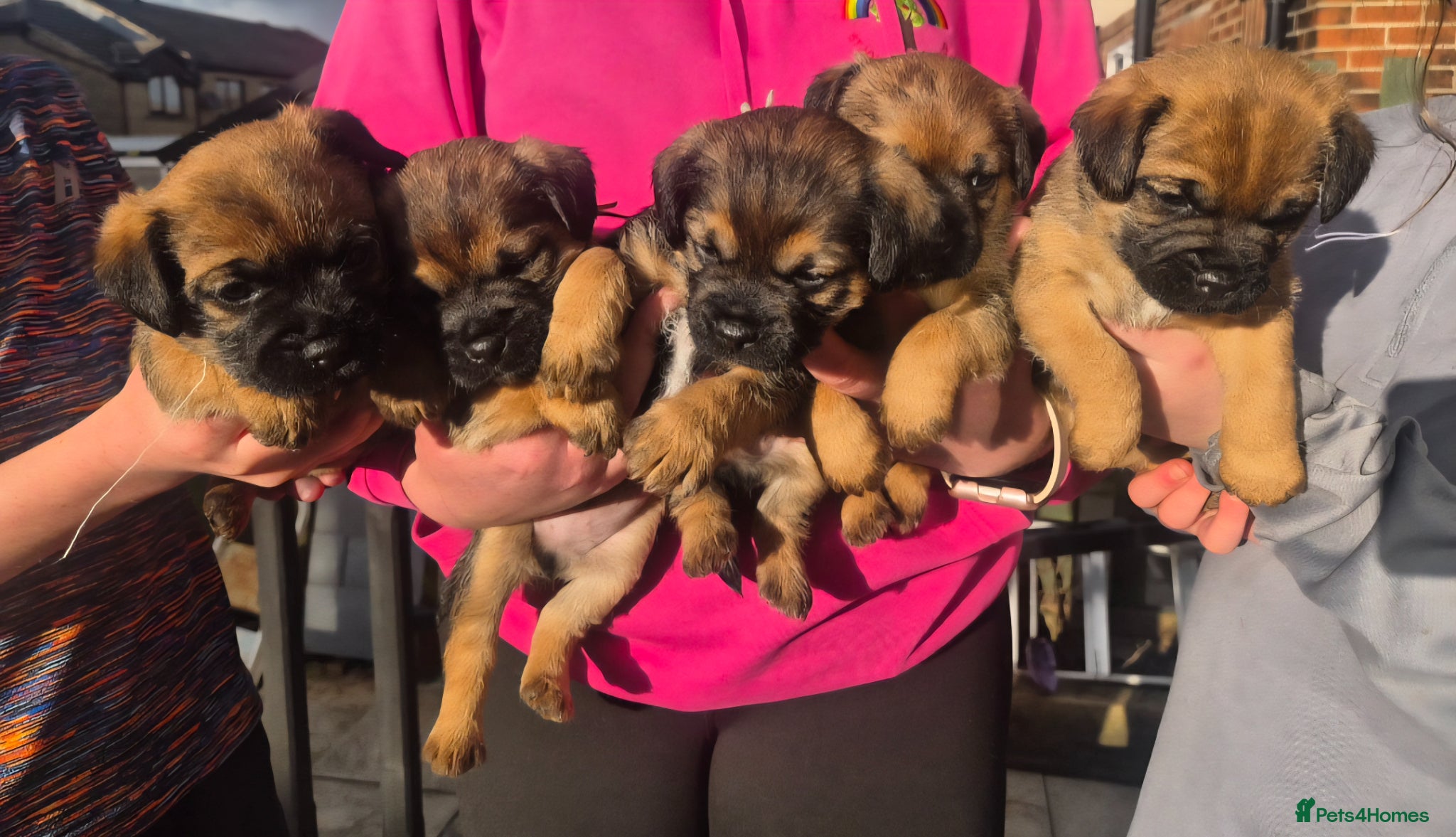 Border Terrier dogs Border Terrier Puppies Boys KC Registered Champs  - Advert 1