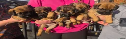 Border Terrier dogs for sale: Border Terrier Puppies Boys KC Registered Champs  - Advert 1